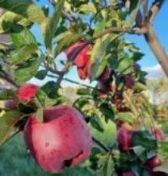 Apfelbaum.jpg